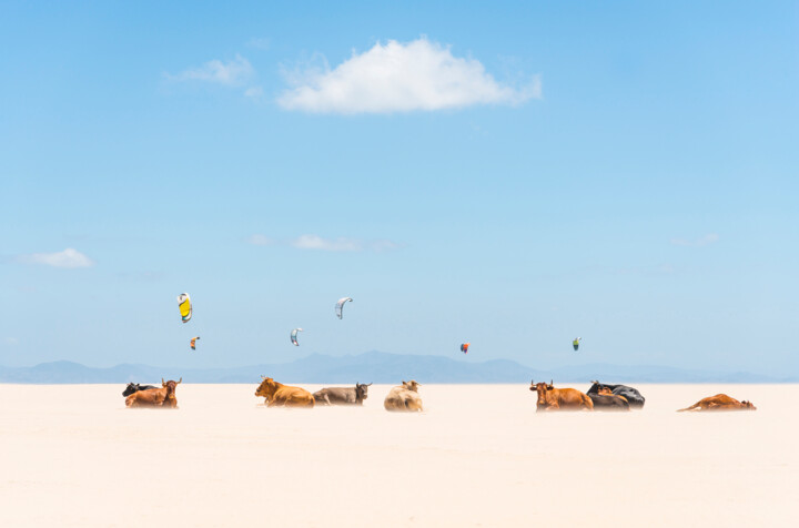 Fotografia zatytułowany „COWS AND KITES” autorstwa Andrew Lever, Oryginalna praca, Fotografia cyfrowa