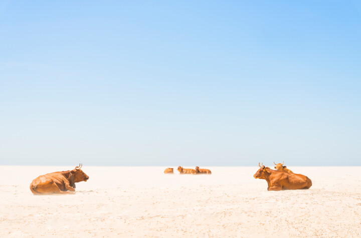 Fotografie mit dem Titel "SUNBATHING COWS" von Andrew Lever, Original-Kunstwerk, Digitale Fotografie