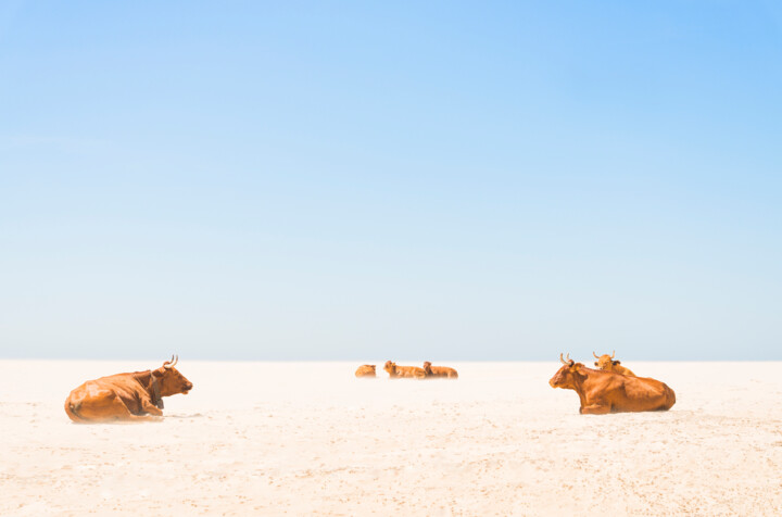 Fotografia intitulada "SUNBATHING COWS" por Andrew Lever, Obras de arte originais, Fotografia digital