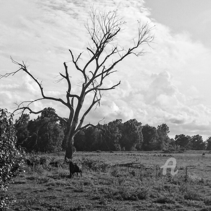 「Angus Tree」というタイトルの写真撮影 Andrew Walaszekによって, オリジナルのアートワーク, デジタル