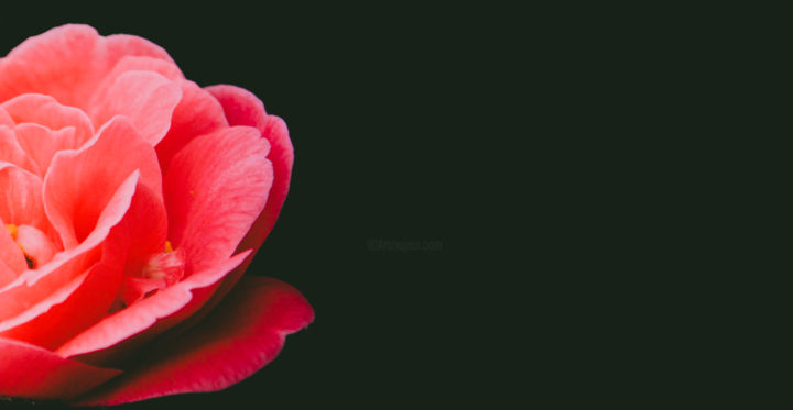 Фотография под названием "Pink Flower" - Andries Vaelen, Подлинное произведение искусства