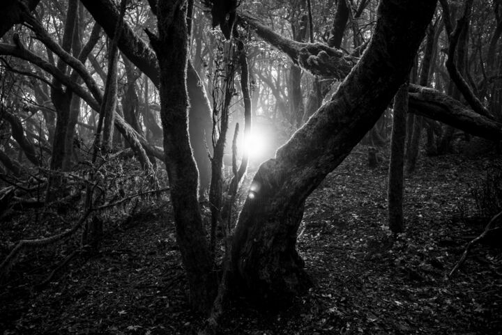 摄影 标题为“Mystic Light” 由Andy Ridder, 原创艺术品, 数码摄影