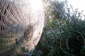 Photographie intitulée "Spider Web" par Anette Boudreau, Œuvre d'art originale