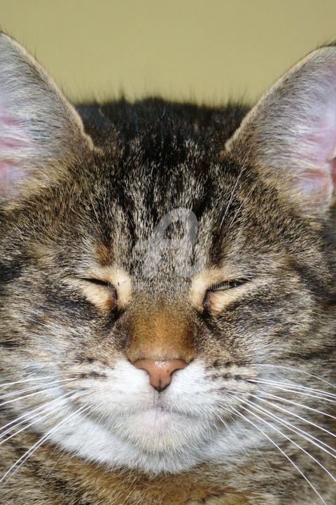 Photographie intitulée "Chatchat" par Angela Caillaud S., Œuvre d'art originale