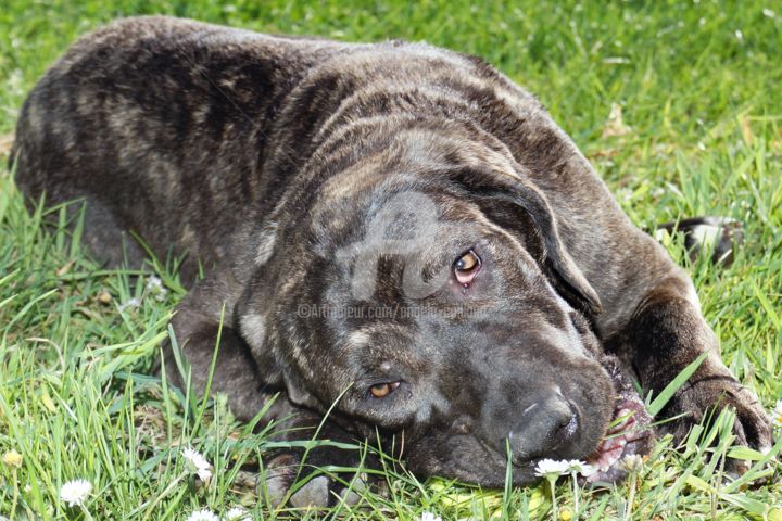 Fila Brasileiro Pâquerettes, Photography by Angela Caillaud S.