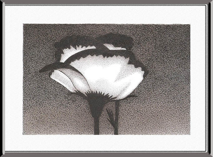 Desenho intitulada "Flor em branco e pr…" por Angelica Trompieri, Obras de arte originais, Tinta