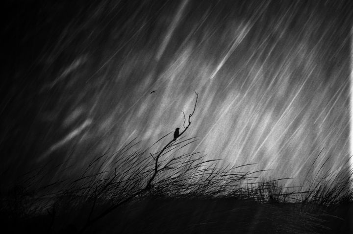 Fotografía titulada "bird in the rain" por Angeliki Alexiou, Obra de arte original