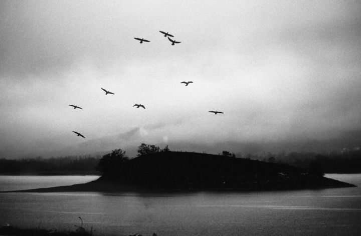 「birds」というタイトルの写真撮影 Angeliki Alexiouによって, オリジナルのアートワーク