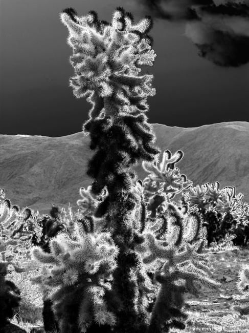 Photography titled "Cactus Flower" by Angelo Di Pietrantonio, Original Artwork