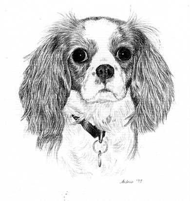 Dessin intitulée "Cavalier King Charl…" par Andrea Reynolds, Œuvre d'art originale