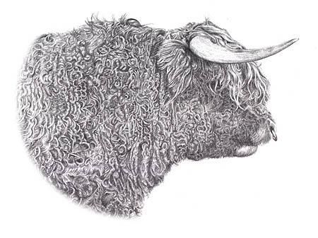 Tekening getiteld "Pedigree Highland B…" door Andrea Reynolds, Origineel Kunstwerk