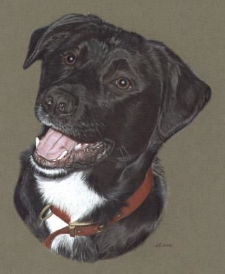 图画 标题为“Black Labrador” 由Andrea Reynolds, 原创艺术品