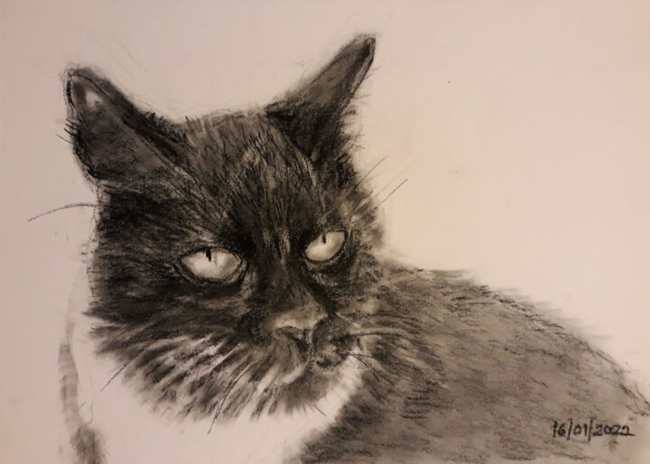 Рисунок под названием "The Cat 16/01/2022" - Animesh Roy, Подлинное произведение искусства, Древесный уголь
