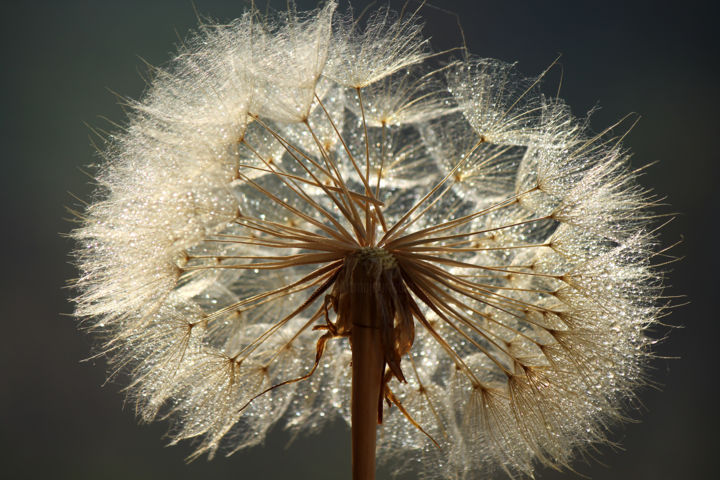 摄影 标题为“Bright dandelion” 由Sonja, 原创艺术品, 数码摄影