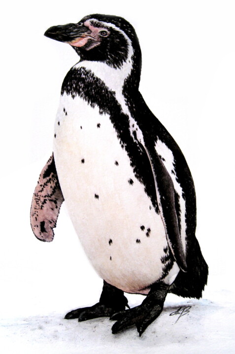 Malerei mit dem Titel "Humboldt pinguin" von Anita Burnaz, Original-Kunstwerk, Aquarell
