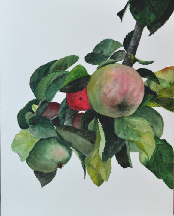 Картина под названием "Яблоко в саду" - Анна Баранова, Подлинное произведение искусства, Акварель