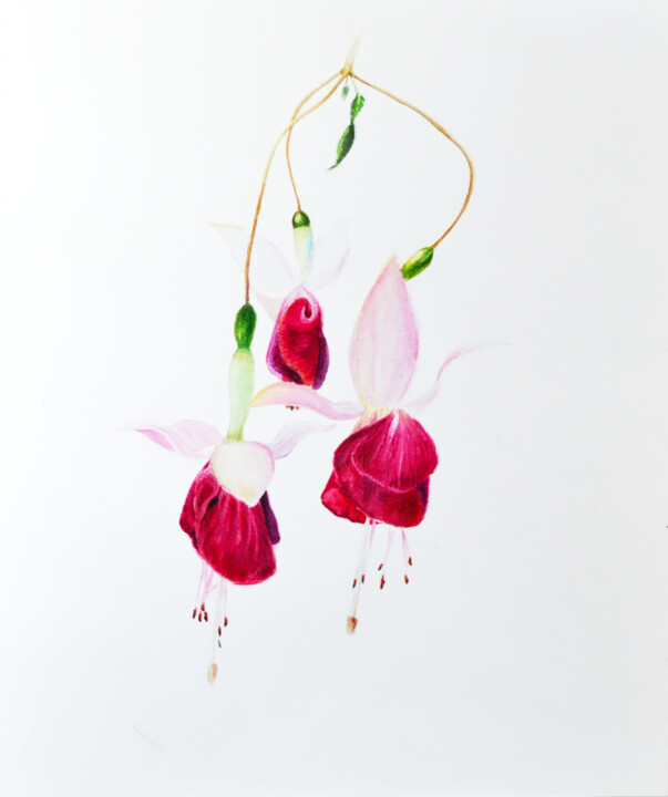 Painting titled "Fuchsia magellanica" by Anna Baranova, Original Artwork, Watercolor