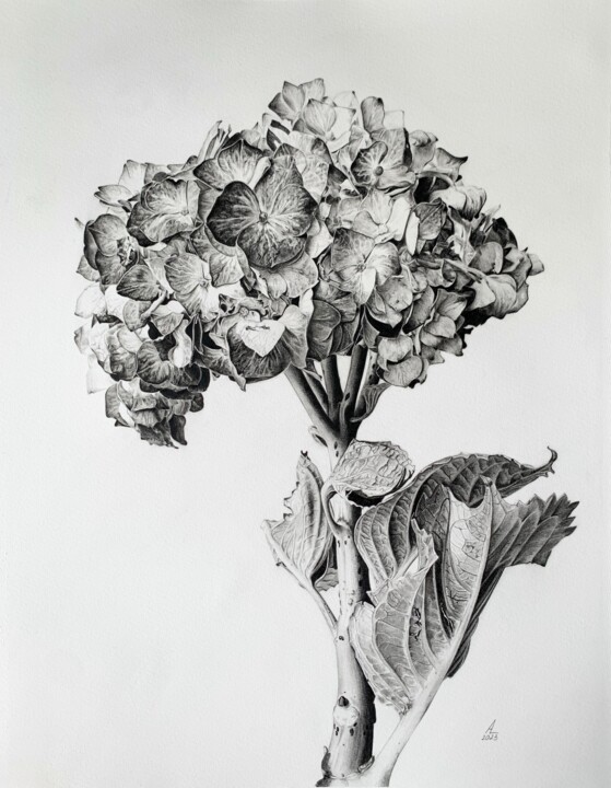 Painting titled "Hydrangea branch" by Anna Levchuk, Original Artwork, Graphite