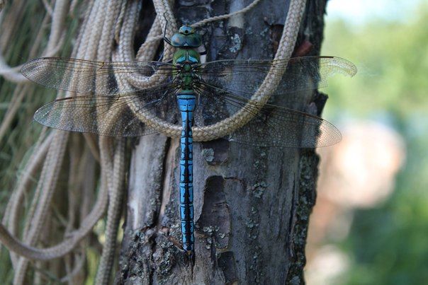 Fotografia zatytułowany „dragonfly” autorstwa Anna N, Oryginalna praca, Fotografia cyfrowa