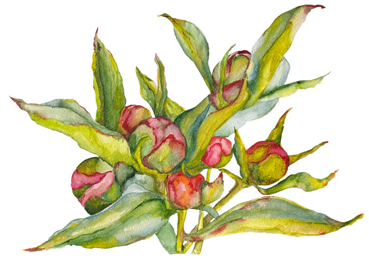 Zeichnungen mit dem Titel "Botanical Artwork N…" von Anna Lyashenko, Original-Kunstwerk, Aquarell