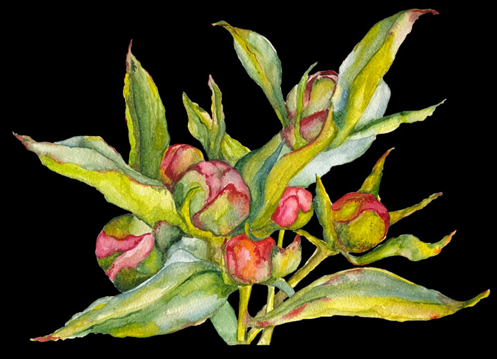 Картина под названием "Botanical Artwork N…" - Anna Lyashenko, Подлинное произведение искусства, Акварель
