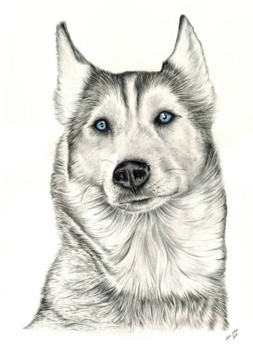 Dessin intitulée "Husky" par Anne Adam (Artifucktion), Œuvre d'art originale, Conté