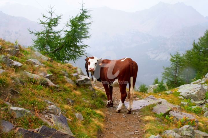 Photography titled "Hiking with cows in…" by Anne D'Orion, Original Artwork