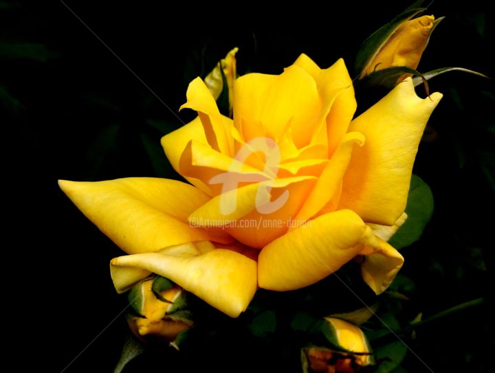 Fotografie mit dem Titel "Roses jaune" von Anne D'Orion, Original-Kunstwerk