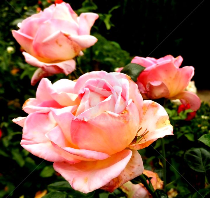 Fotografia intitolato "Roses au naturel, b…" da Anne D'Orion, Opera d'arte originale