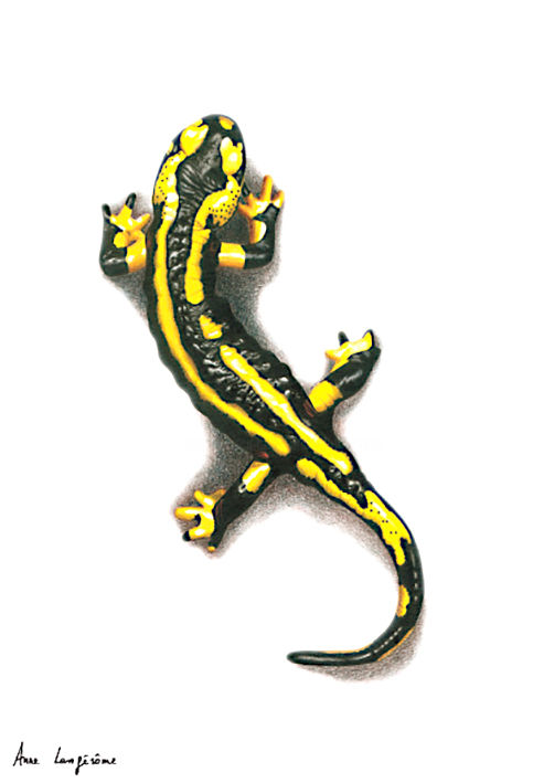 Dessin intitulée "Salamandre" par Anne Langérôme, Œuvre d'art originale, Crayon