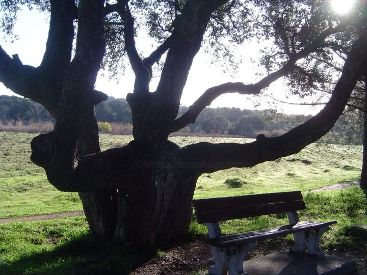 Photography titled "repos sous l'arbre" by Anne Marie Mermet, Original Artwork, Digital Photography