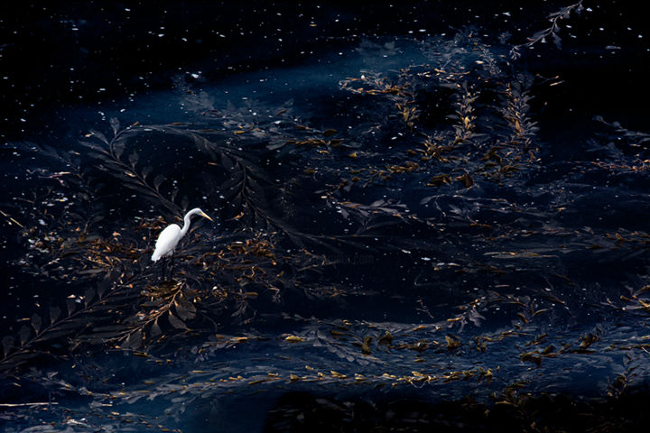 Photography titled "Egret Starry Night" by Schlueter, Original Artwork, Digital Photography
