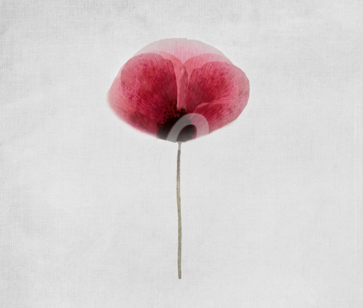 Цифровое искусство под названием "Poppy" - Anne Seltmann, Подлинное произведение искусства, Цифровая живопись