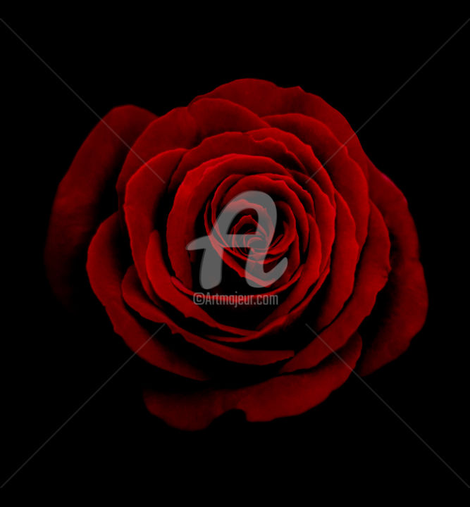 Fotografie getiteld "A rose is a rose is…" door Anne Seltmann, Origineel Kunstwerk, Digitale fotografie
