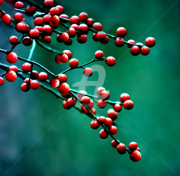 Digital Arts titled "Wildberries" by Anne Seltmann, Original Artwork, Digital Painting