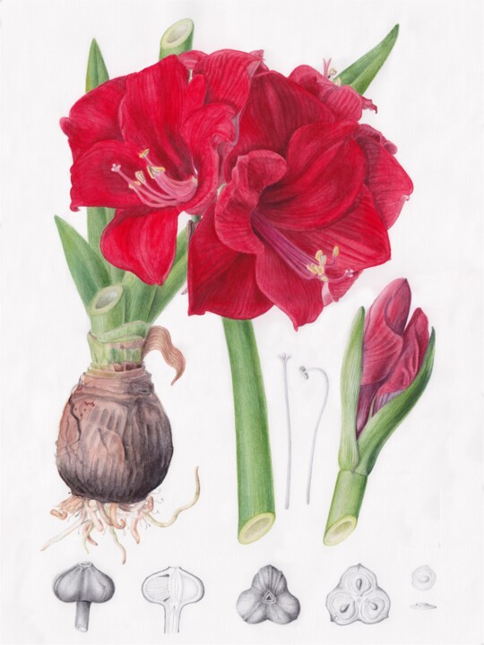 Painting titled "Red Amaryllis" by Anneli Frisk, Original Artwork, Watercolor