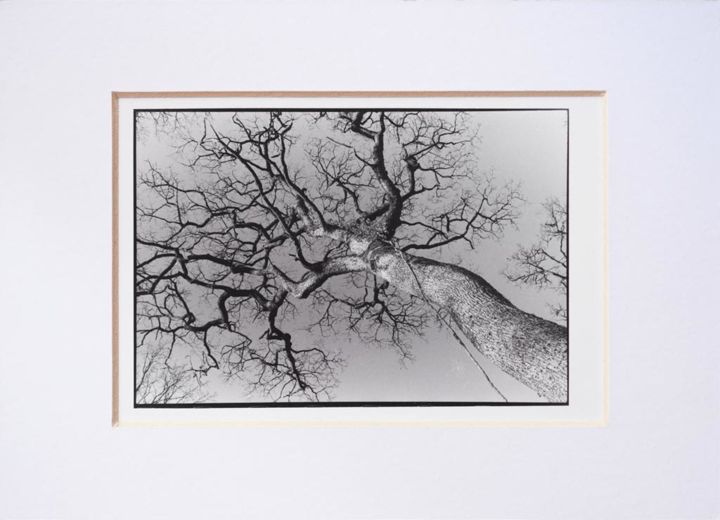 Photographie intitulée "« Tree » exclusive…" par Annette Van Casteren, Œuvre d'art originale, Photographie argentique