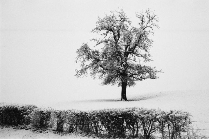 Fotografie getiteld "Snow tree" door Annette Van Casteren, Origineel Kunstwerk, Film fotografie