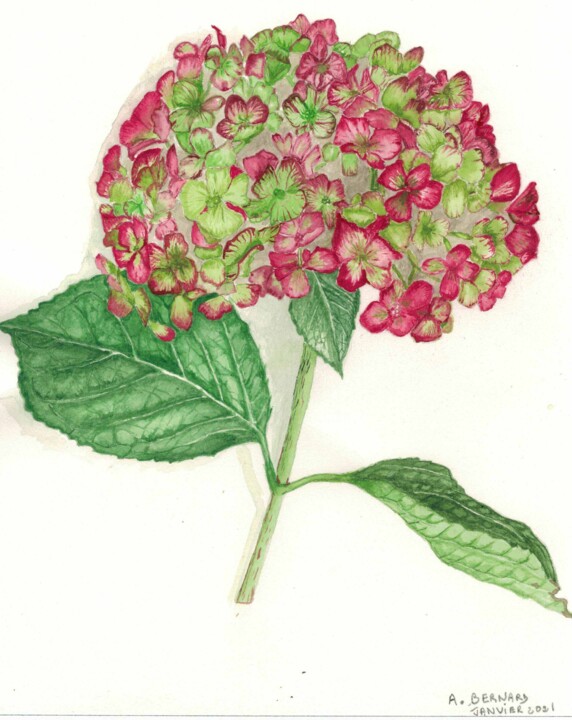 Painting titled "hortensia automnal" by Annette Bernard, Original Artwork, Watercolor