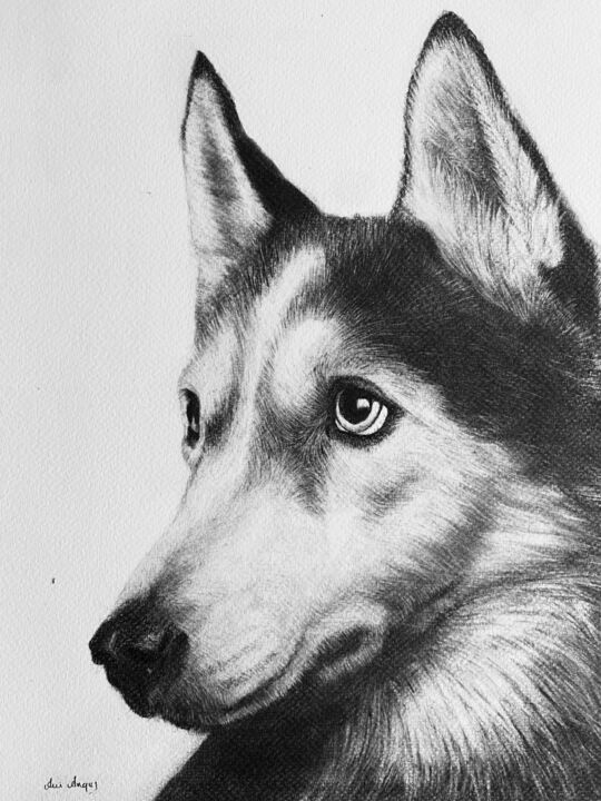 Dessin intitulée "Husky" par Anni Angus, Œuvre d'art originale, Graphite