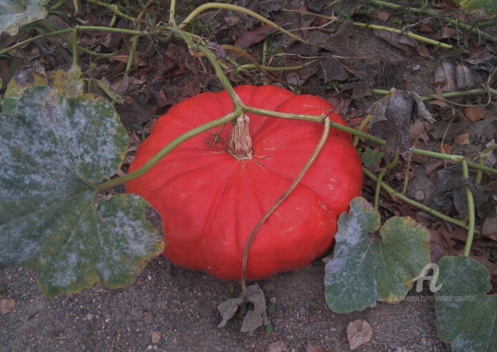 Fotografie getiteld "TIMIDITé  .jpg" door Annick Couëdel, Origineel Kunstwerk