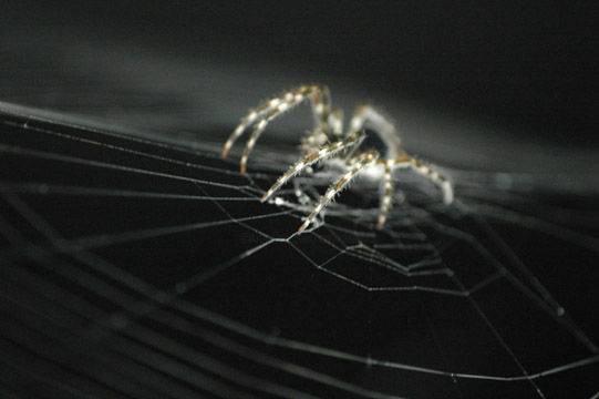 Photographie intitulée "Araignée 1" par Annik Desbiens, Œuvre d'art originale