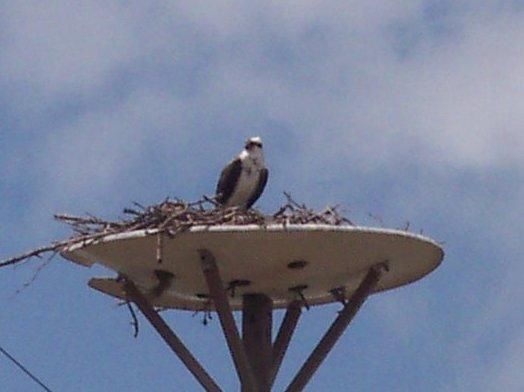 Photography titled "eagle.jpg" by Ann Roy, Original Artwork