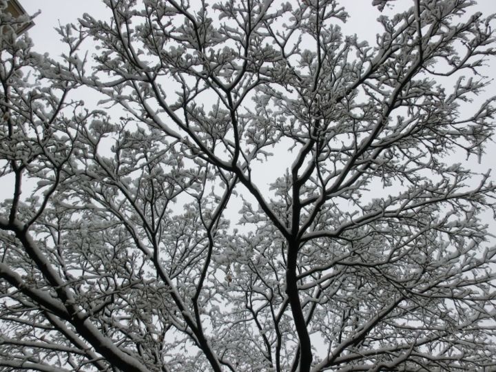 Photographie intitulée "winter.jpg" par Ann Roy, Œuvre d'art originale