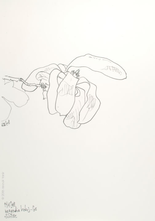 Dessin intitulée "kobus #5" par Anouk Tank, Œuvre d'art originale, Graphite