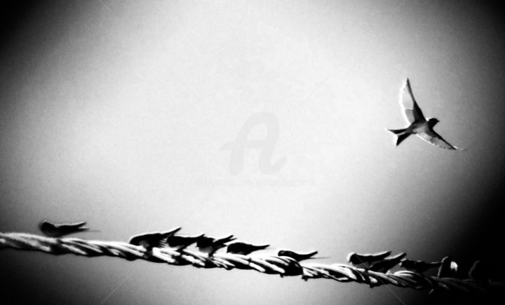 Photographie intitulée "Migration" par Abacchetta, Œuvre d'art originale, Photographie numérique