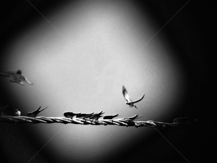 Photography titled "Migration 2" by Abacchetta, Original Artwork, Digital Photography