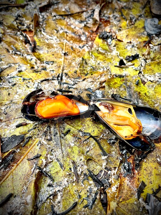 Photographie intitulée "Eclade de Moules XY" par Abacchetta, Œuvre d'art originale, Photographie numérique