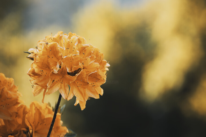 Photographie intitulée "Fleur Orangée" par Antoine Heid, Œuvre d'art originale, Photographie numérique