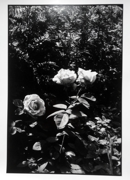 Photography titled "Rose" by Antoine Marelle, Original Artwork, Analog photography